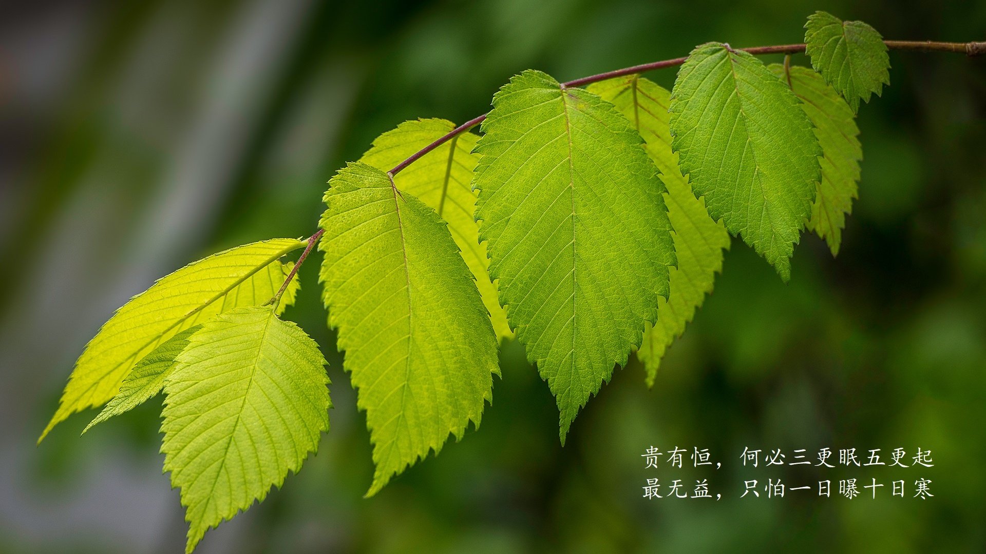 德甲积分榜动态：拜仁保持领先，追赶者紧追不舍，德甲 积分