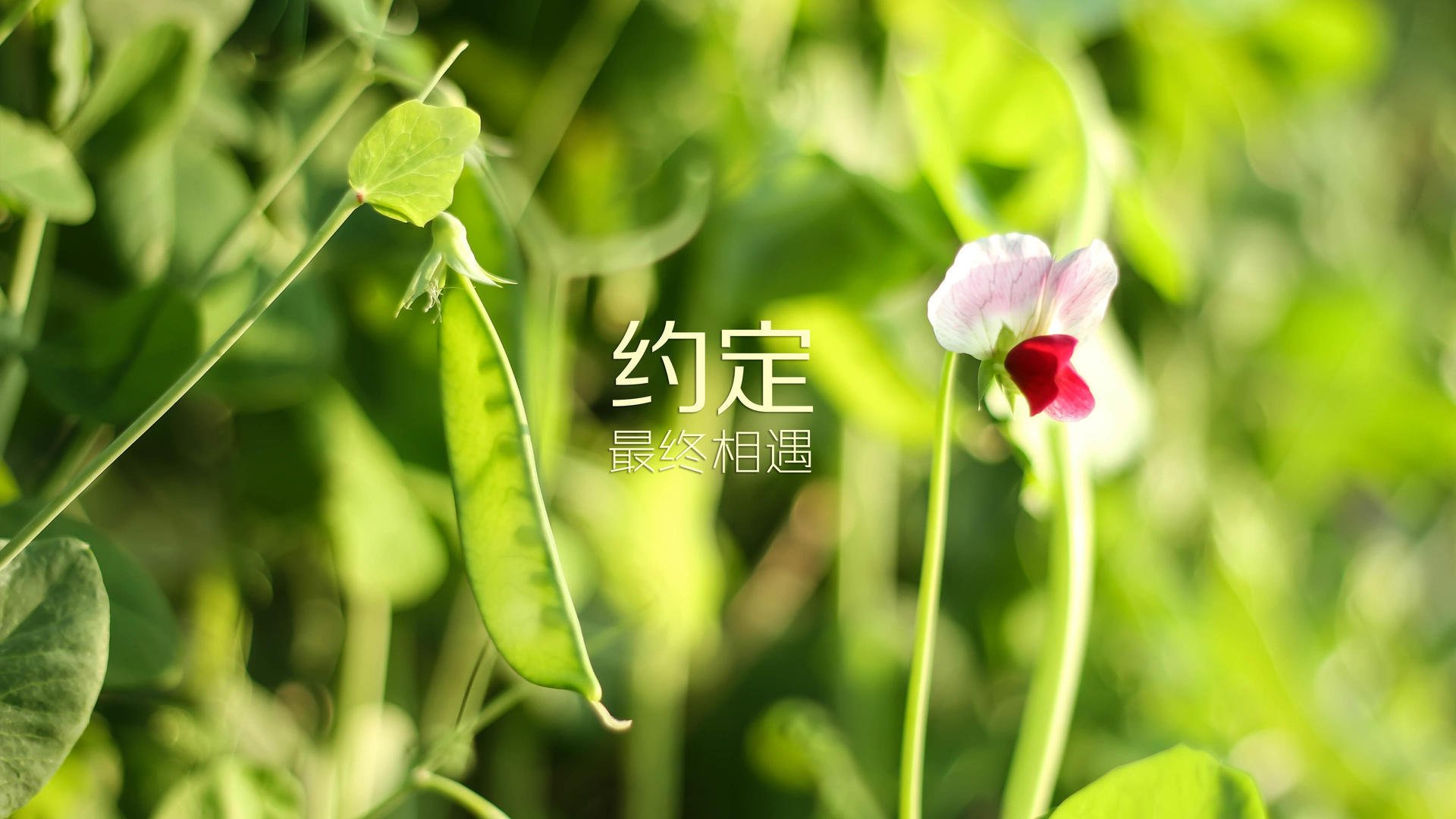 突尼斯希望中锋错失关键机会，许昌联想售后服务电话号码