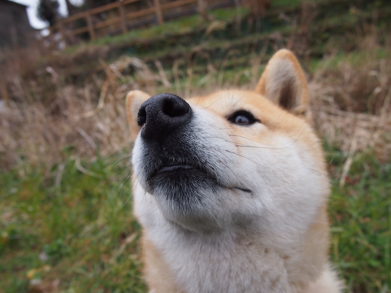 下载乐鱼体育APP-谷爱凌日常饮食管理曝光引网友效仿，谷爱凌资料-下载乐鱼体育APP